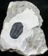 Nicely Inflated Gerastos Trilobite - #4133-3